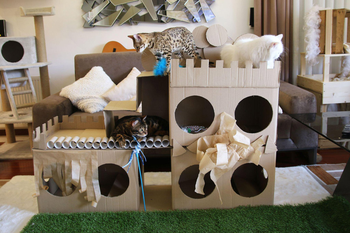 Understanding Felines: Why Do Cats Love Cardboard Boxes?