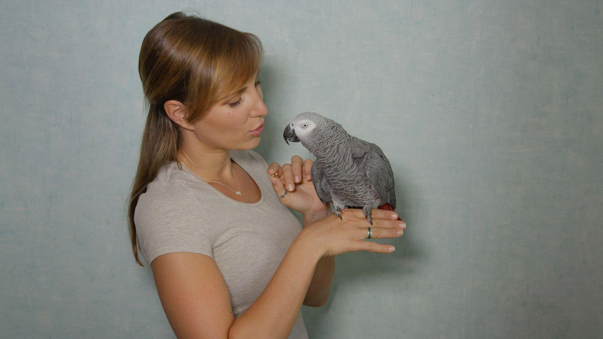 Why African Greys Are Underrated Bird Companions