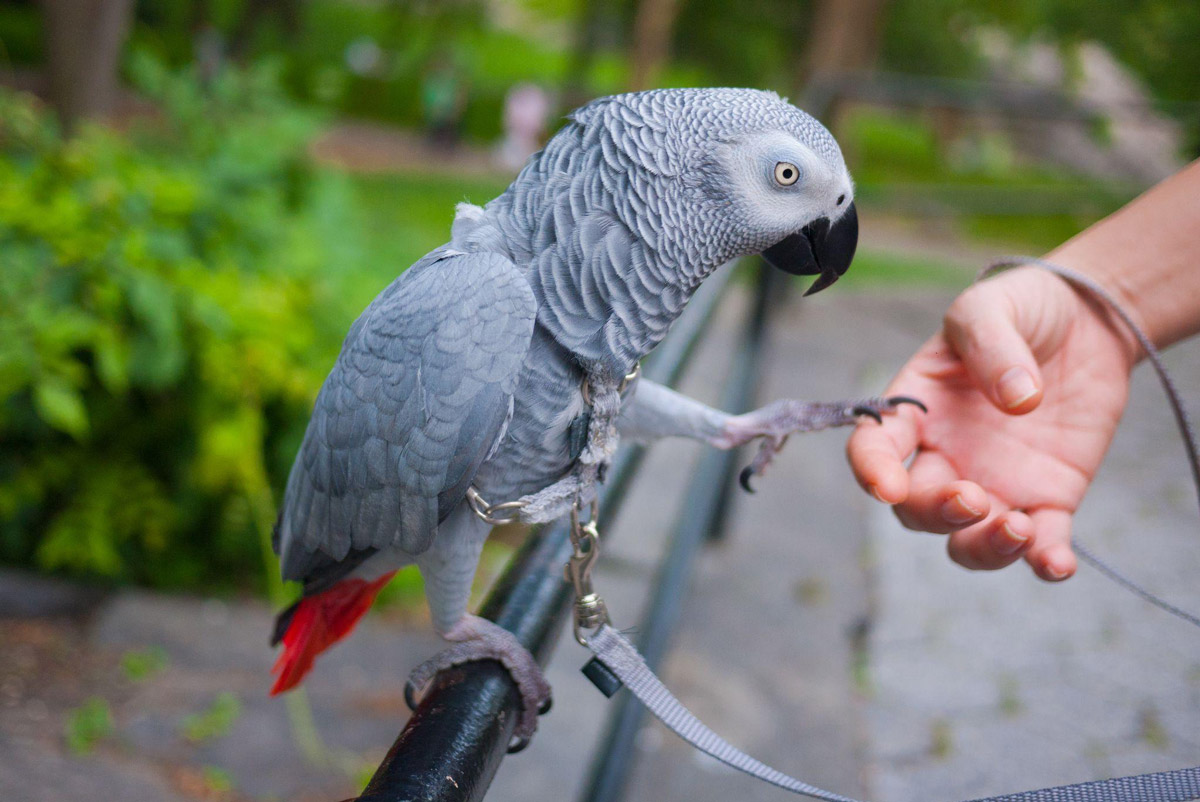 Why African Greys Are Underrated Bird Companions