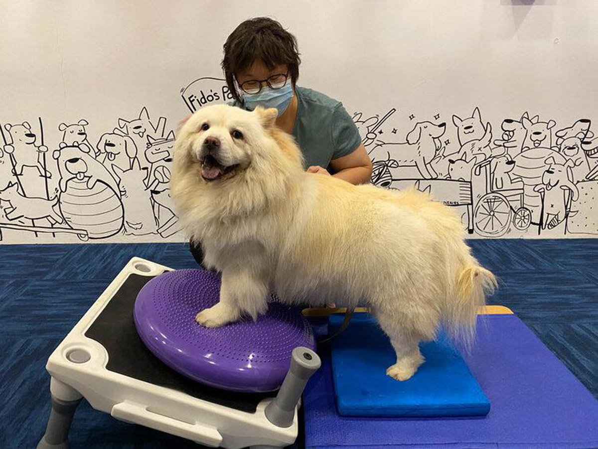 5 Dog-Friendly Activities in Singapore for a Pawsome Time