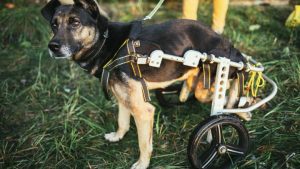 Canine Training 101: 4 Crucial Tips For A Handicapped Dog