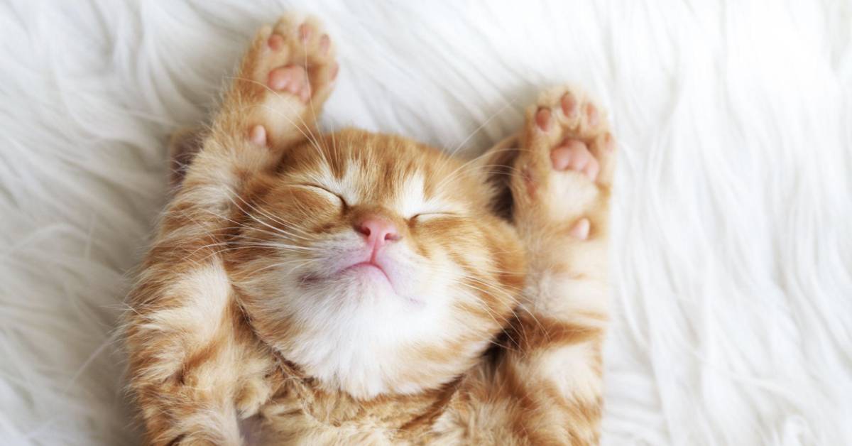 Declawing Cats: Why It’s A No-Go & Alternative Solutions