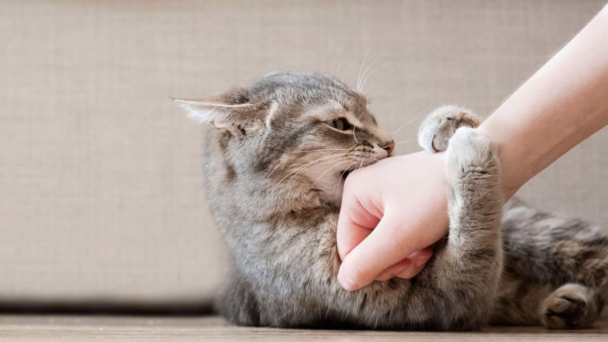 Declawing Cats: Why It’s A No-Go & Alternative Solutions