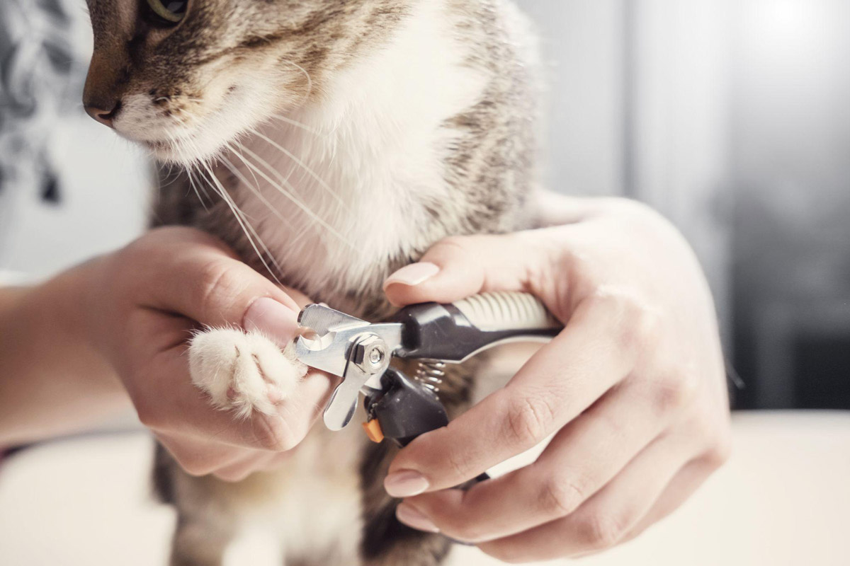 Declawing Cats: Why It’s A No-Go & Alternative Solutions