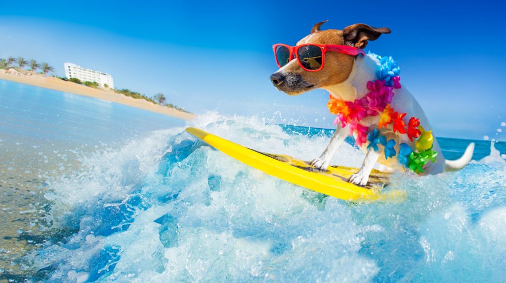 4 Tips for Taking your Pet to the Beach in Singapore