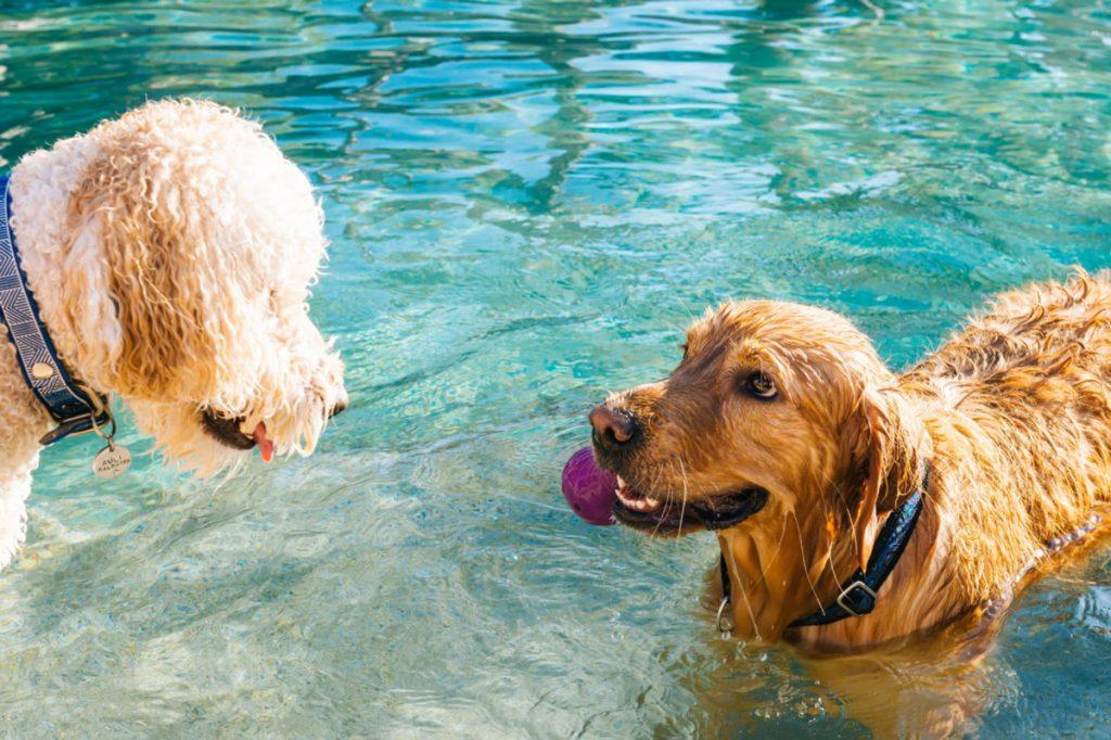 ‘Splash!’ 3 Tips for Taking Your Pup to the Pool for a Fun-filled Time (1)
