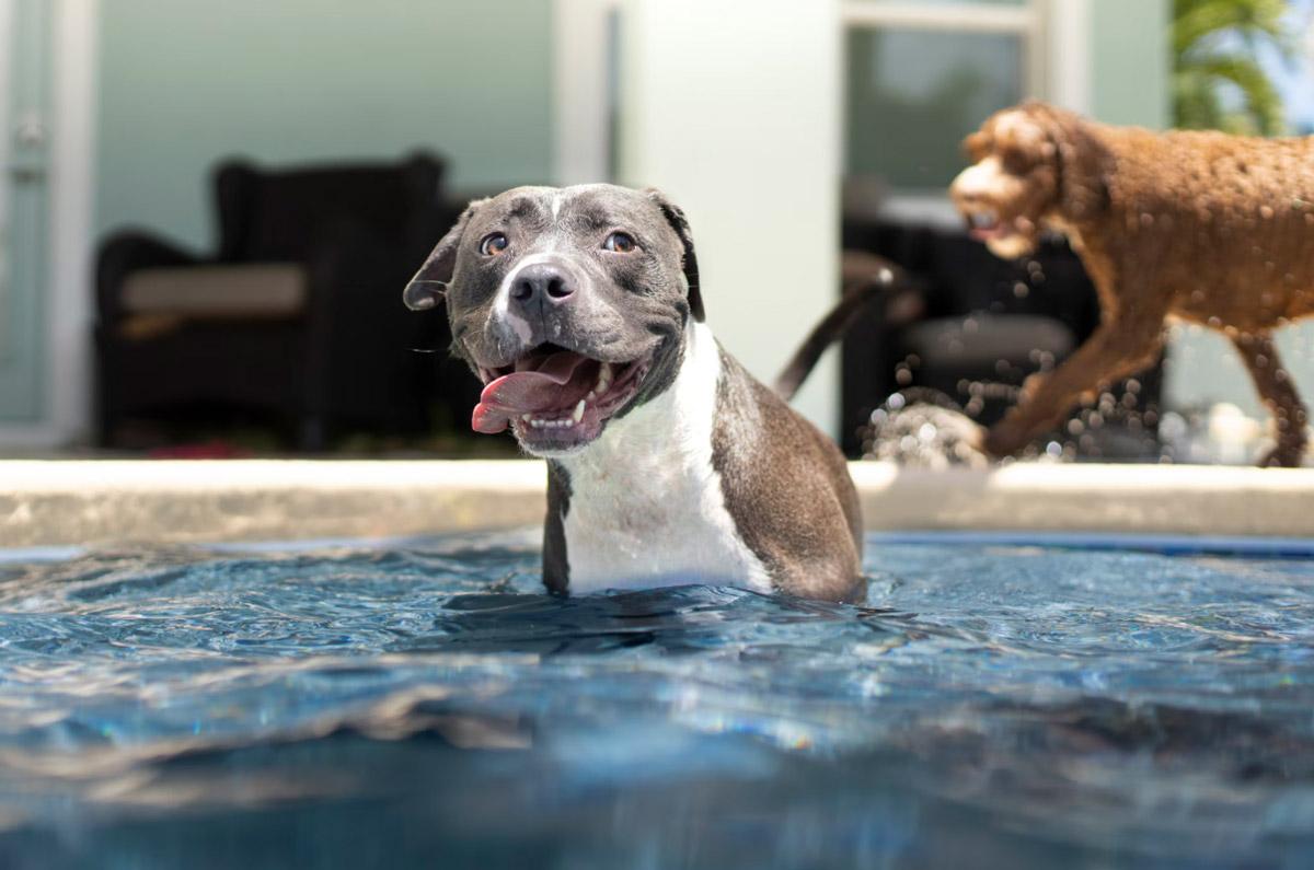 ‘Splash!’ 3 Tips for Taking Your Pup to the Pool for a Fun-filled Time (2)
