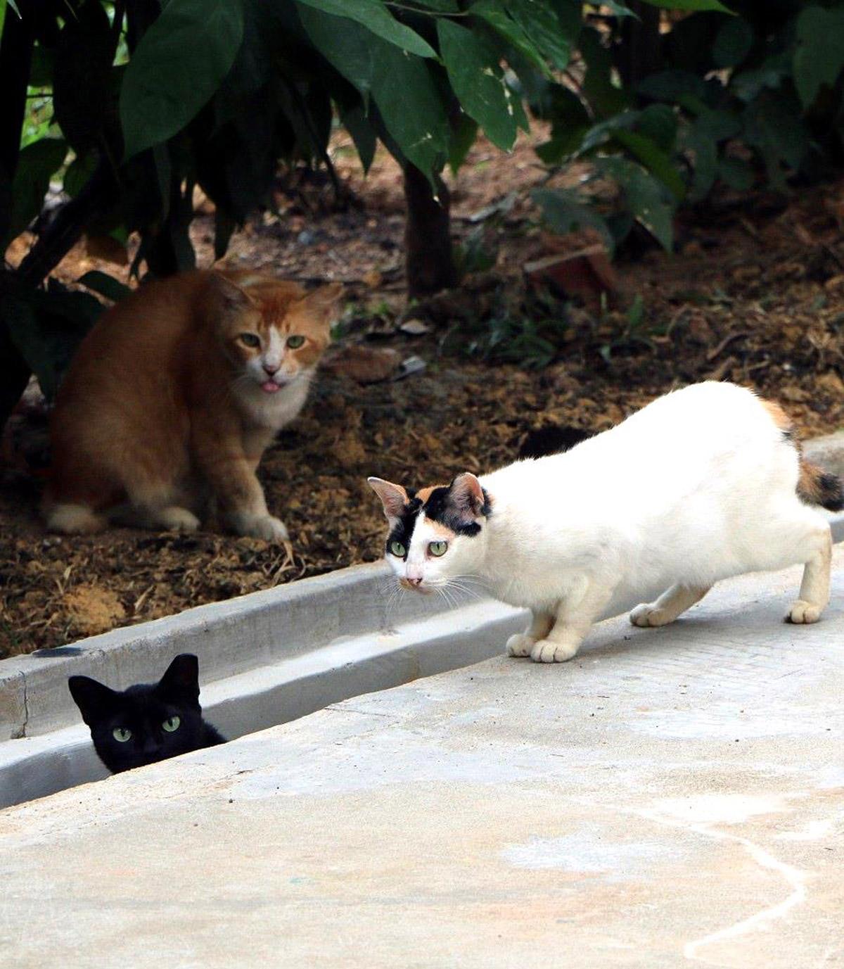 Good Neighbours: A Guide to Community Cats in Singapore