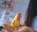 3 Things To Know Before Getting a Parrot (1)