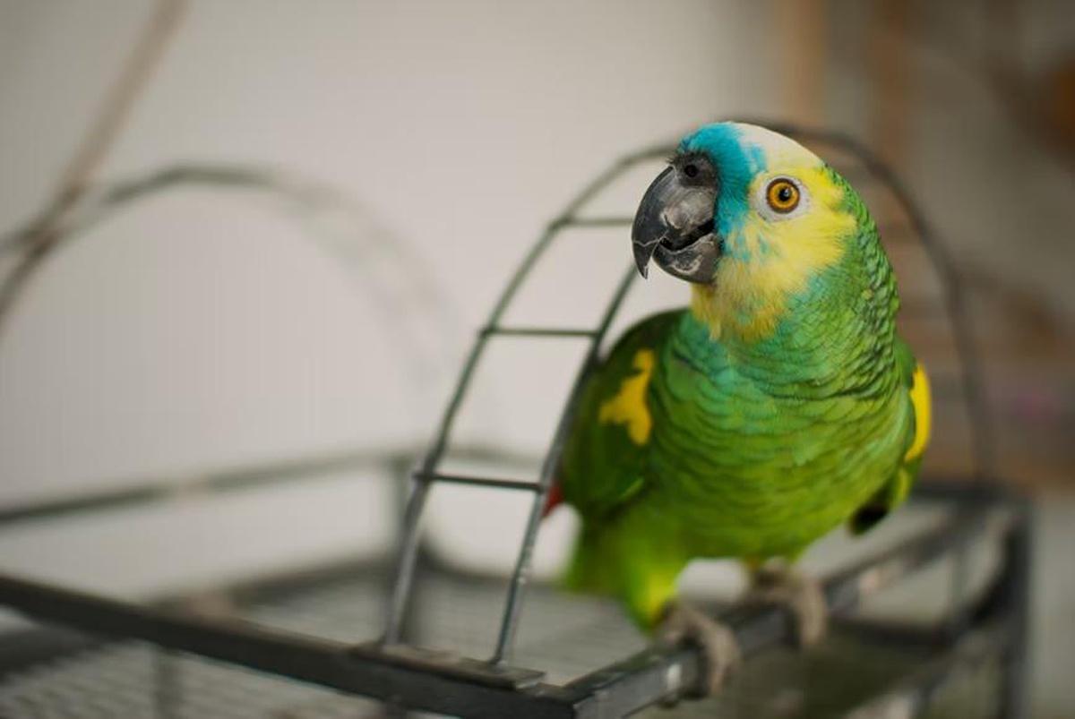 3 Things To Know Before Getting a Parrot 