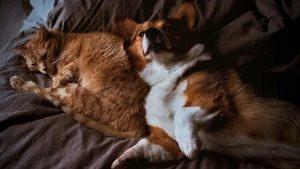 Multi-pet Households: Can My Cat and Dog Live Together?