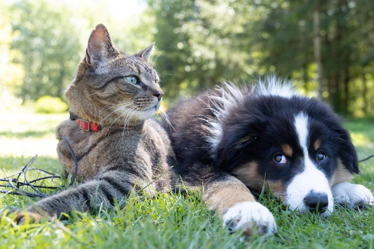 Multi-pet Households: Can My Cat and Dog Live Together?