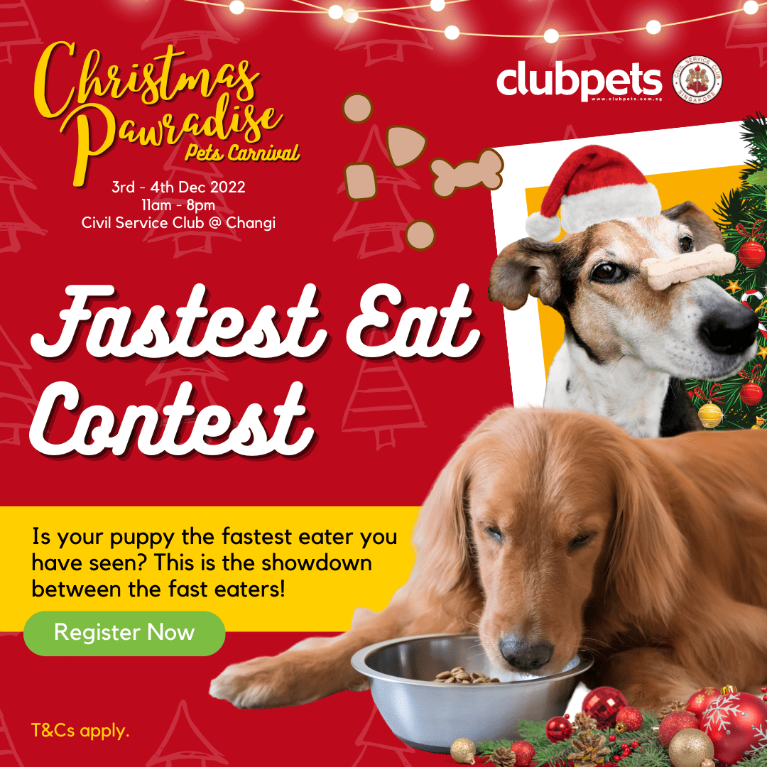 Fastest Contest For Dog - Christmas Pawradise Pets Carnival