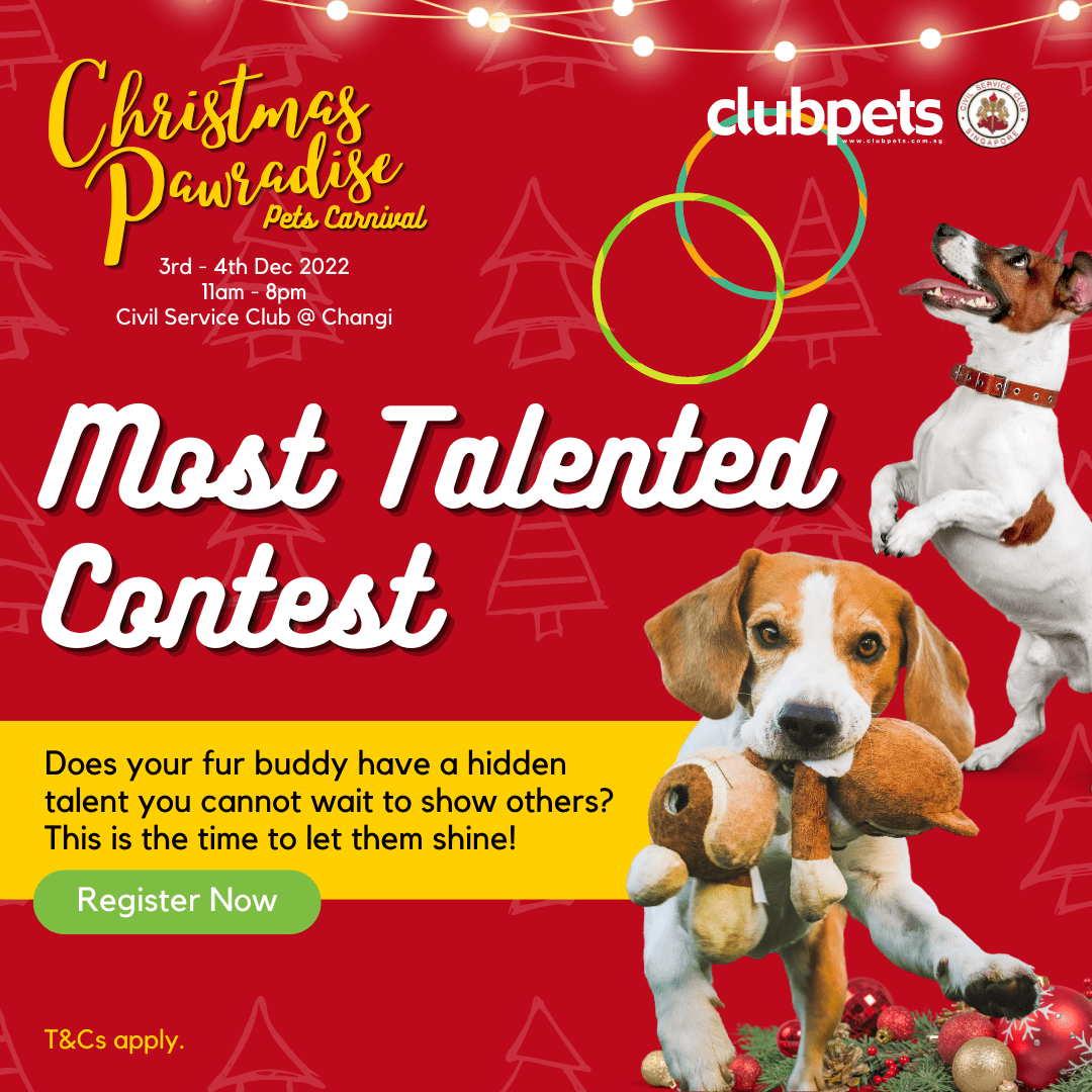 Most Talented Contest For Dog - Christmas Pawradise Pets Carnival