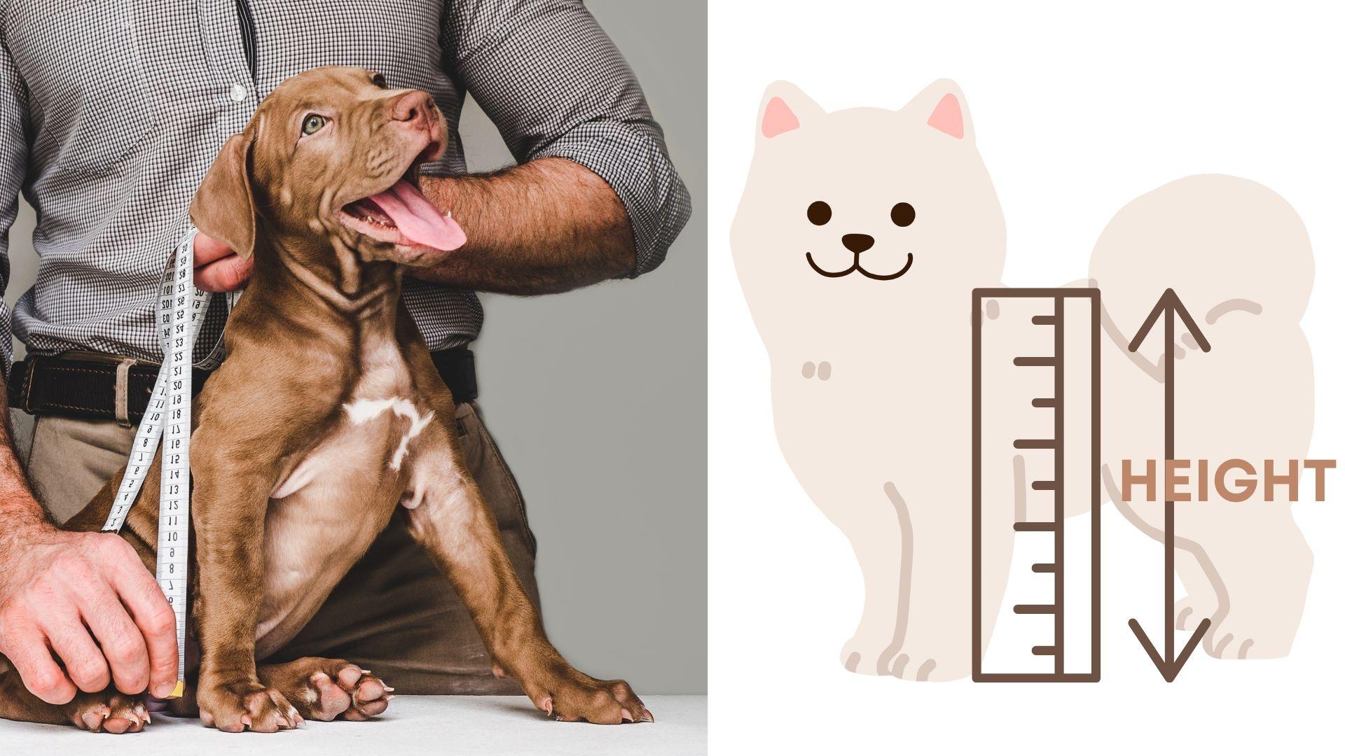 Measuring height for your dog | Christmas Pawradise Pets Carnival
