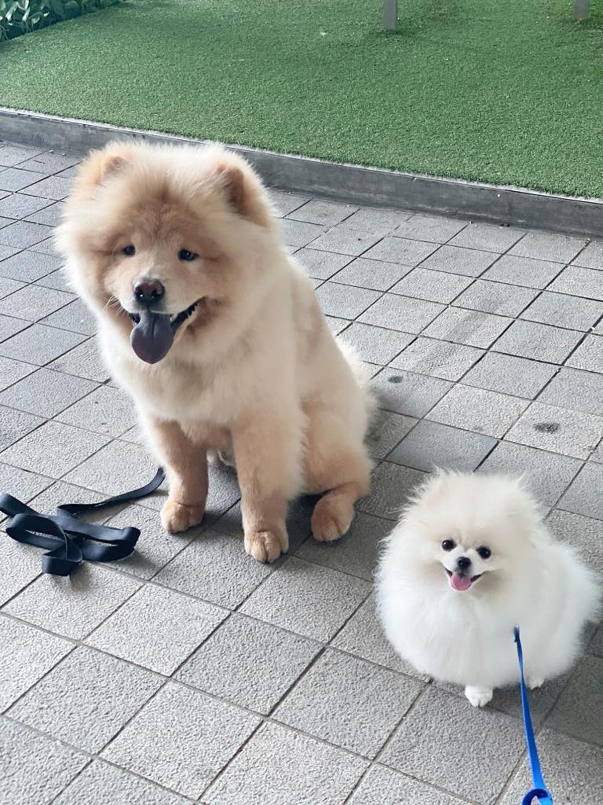 We Trained With Singapore's Renowned Dog Obedience Trainer