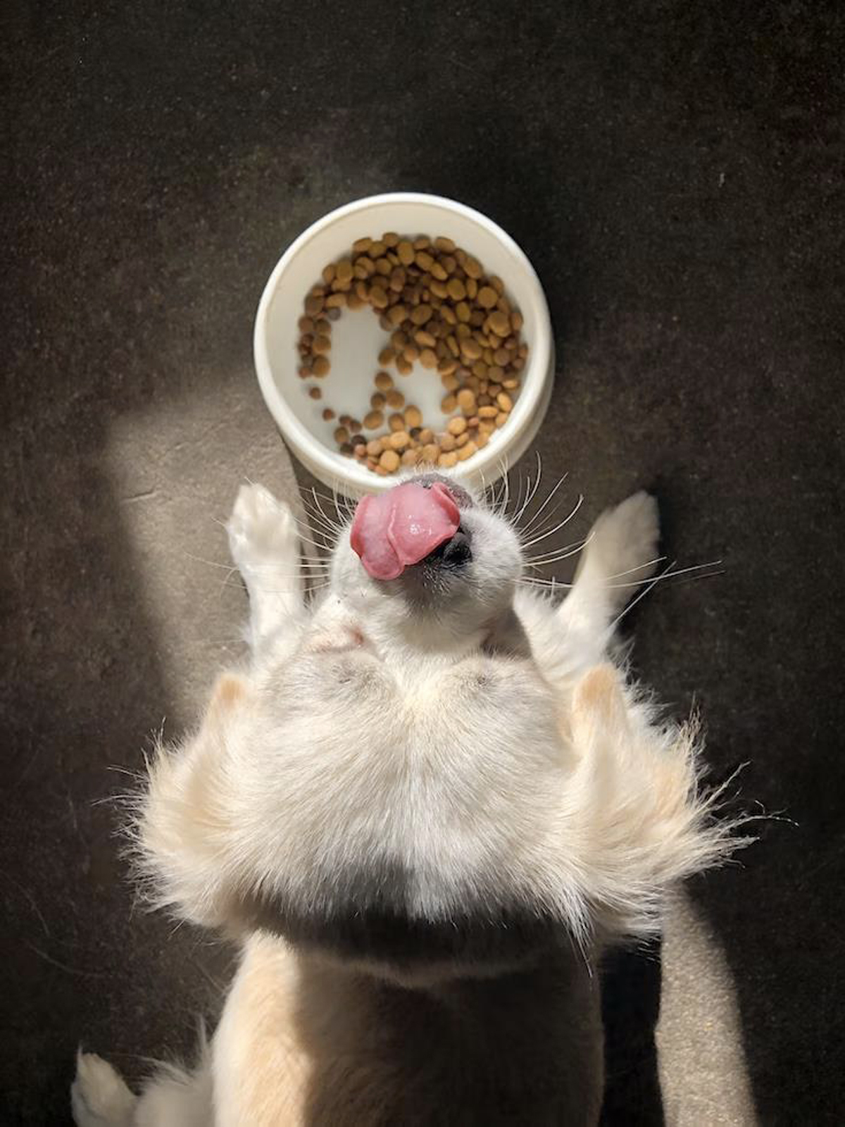 10 Dog Kibbles Your Furkid Will Thank You For