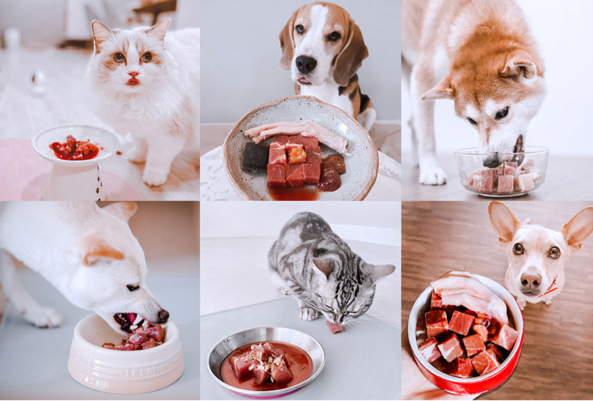 BOM BOM Transforming Pet Nutrition through Passion and Precision