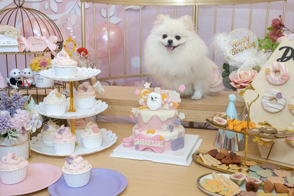 Shanelle’s 1st Birthday Bash: Relive the Best Moments with Clubpets
