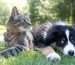 Understanding Common Pet Health Issues: Prevention and Treatment