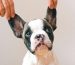 Unveiling the Root Cause: Decoding Your Pet's Skin Issues