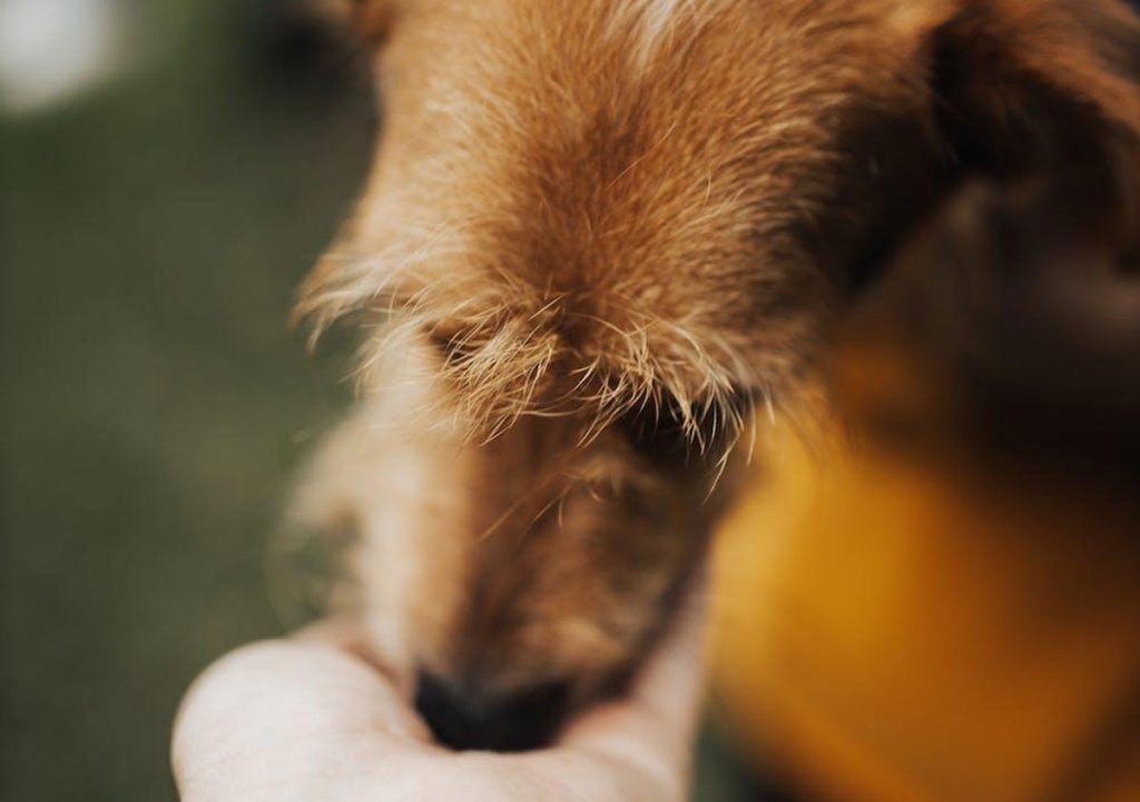 From Woofs to Words Decoding Your Dog’s Body Language