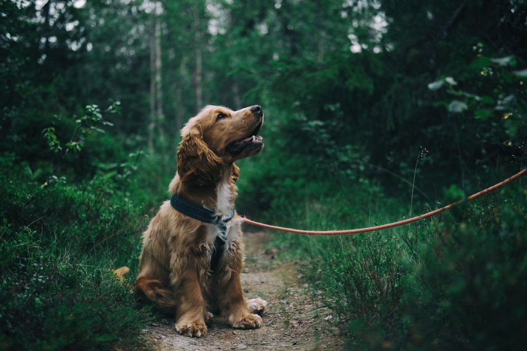 How to Safely Explore the Great Outdoors with Your Pet