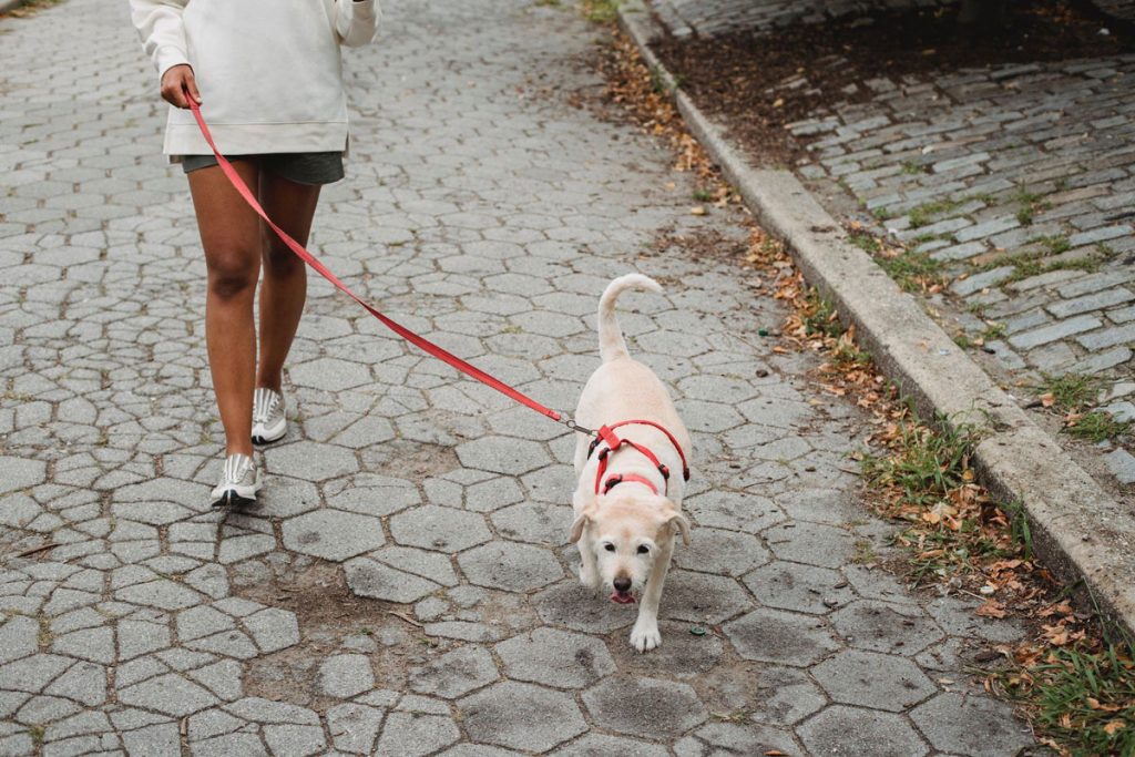 How to Safely Explore the Great Outdoors with Your Pet