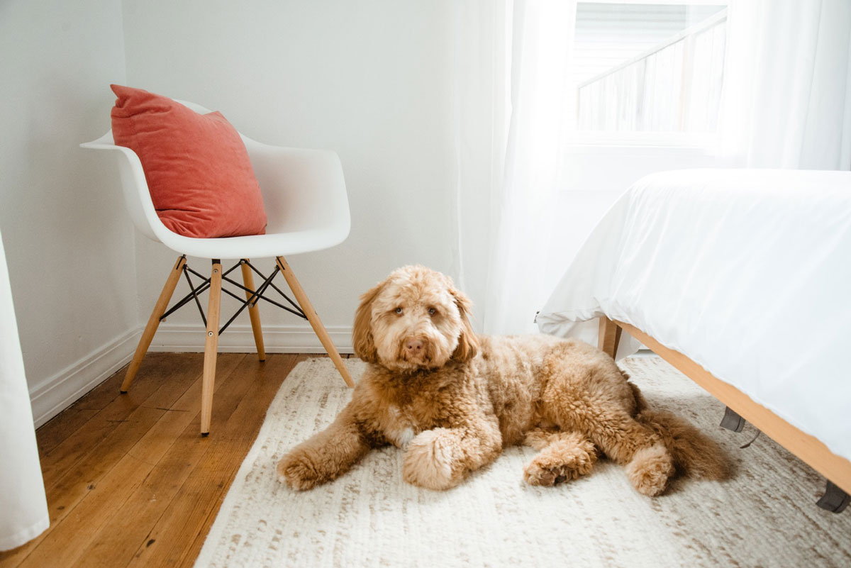 Stylish Pet Living Designing Your Home for Comfort and Flair