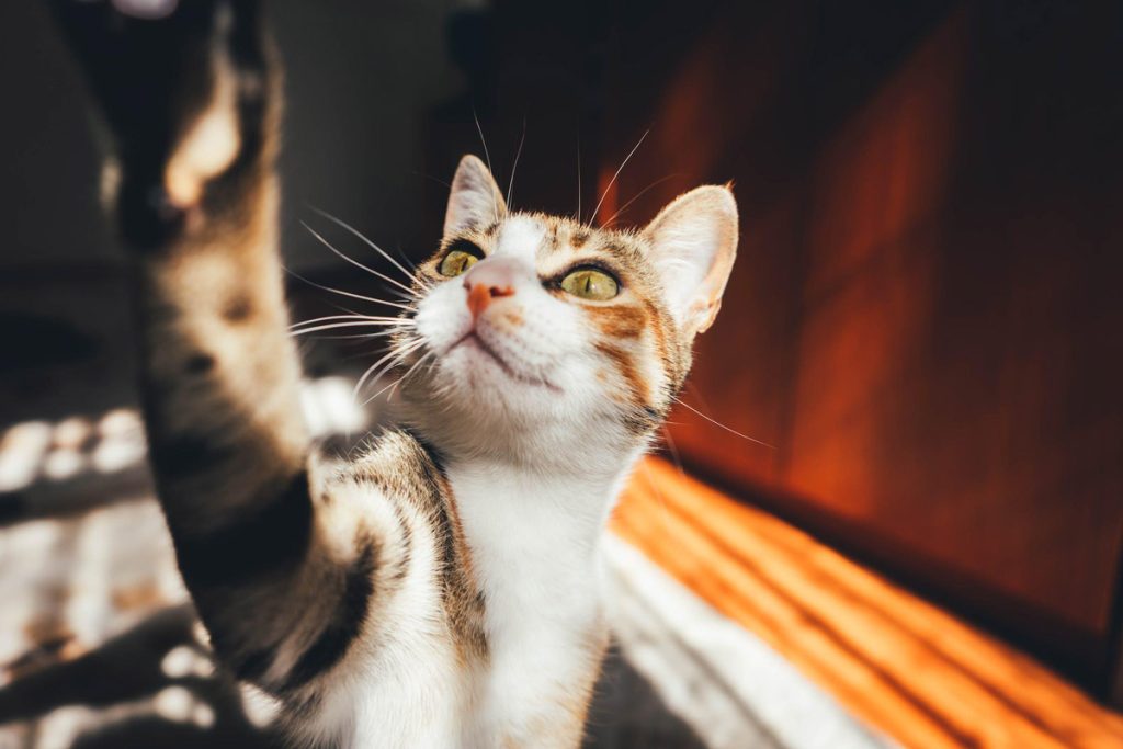 A Cat’s Logic Behind Pushing Things Off Countertops