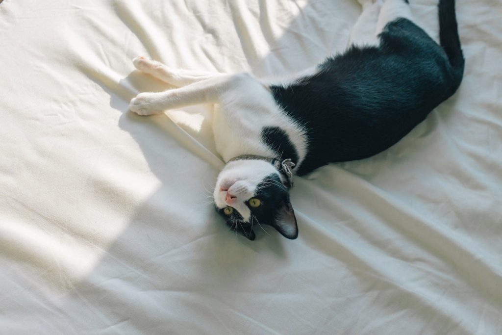 A Cat’s Logic Behind Pushing Things Off Countertops