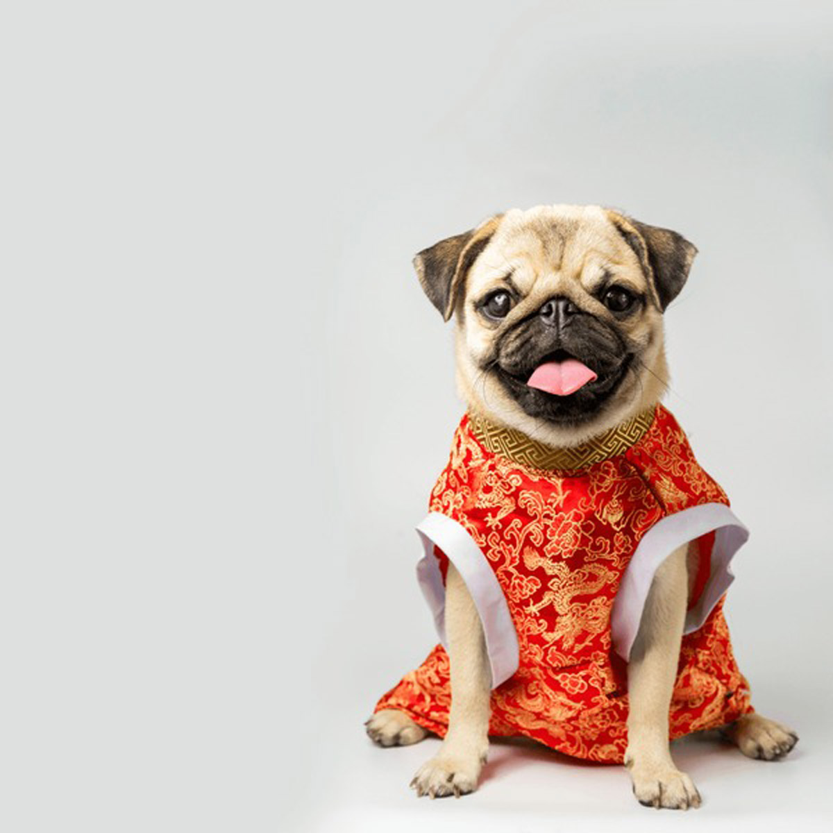 4 Fun Ideas for a Chinese New Year Celebration with Your Furkids!