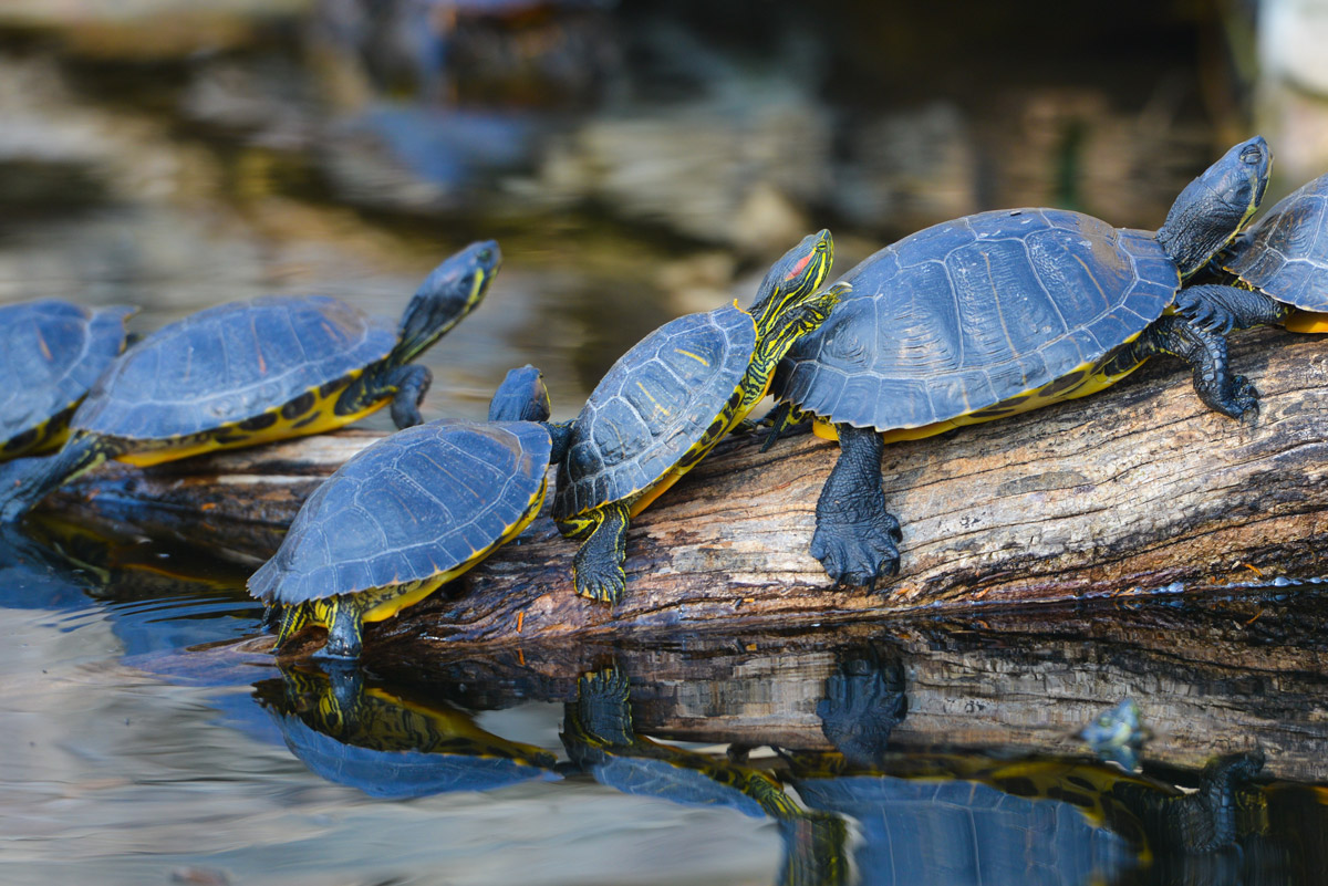 A Brief Guide to Taking Care of Your Malayan Box Turtle