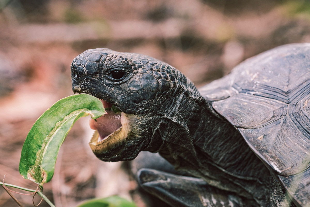 A Brief Guide to Taking Care of Your Malayan Box Turtle