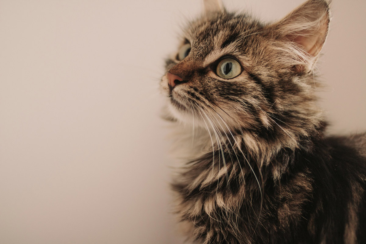 8 Tips and Techniques for Soothing Stressed-Out Cats