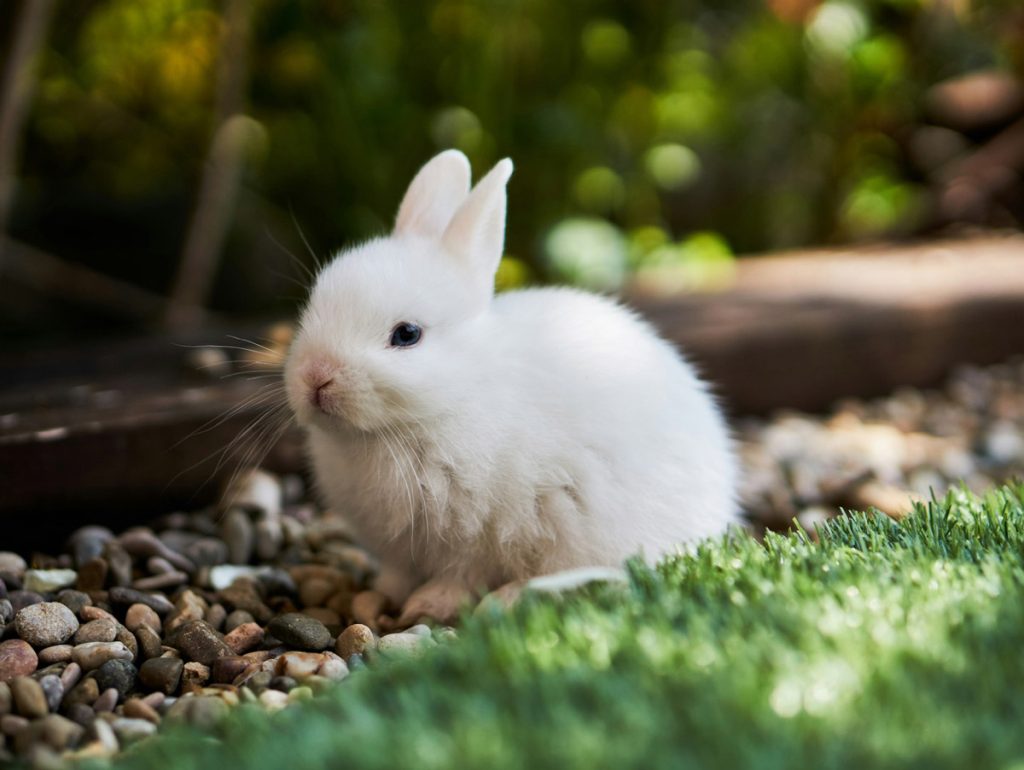 How to Keep Your Rabbit’s Fur and Nails Healthy and Trim