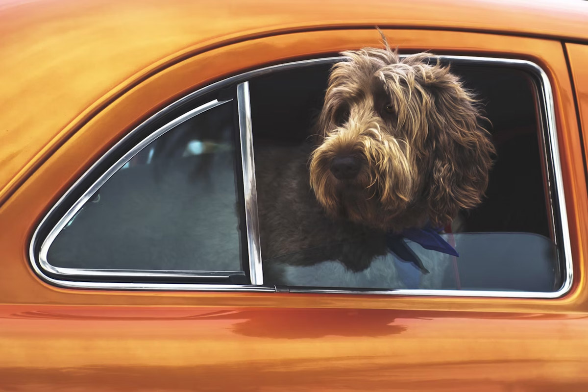 Car Anxiety in Dogs: What It Is and How to Help Them