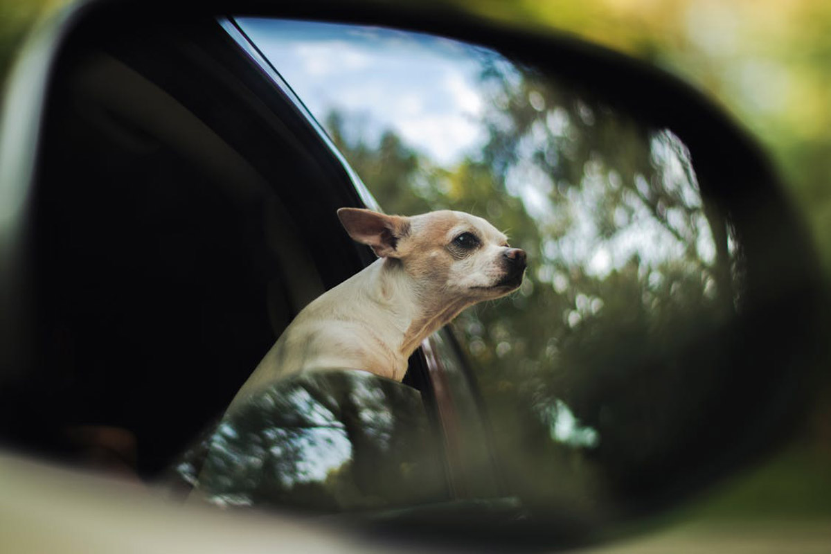 Car Anxiety in Dogs: What It Is and How to Help Them