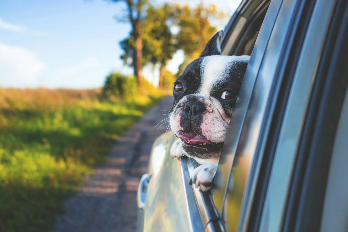 Car Anxiety in Dogs: What It Is and How to Help Them