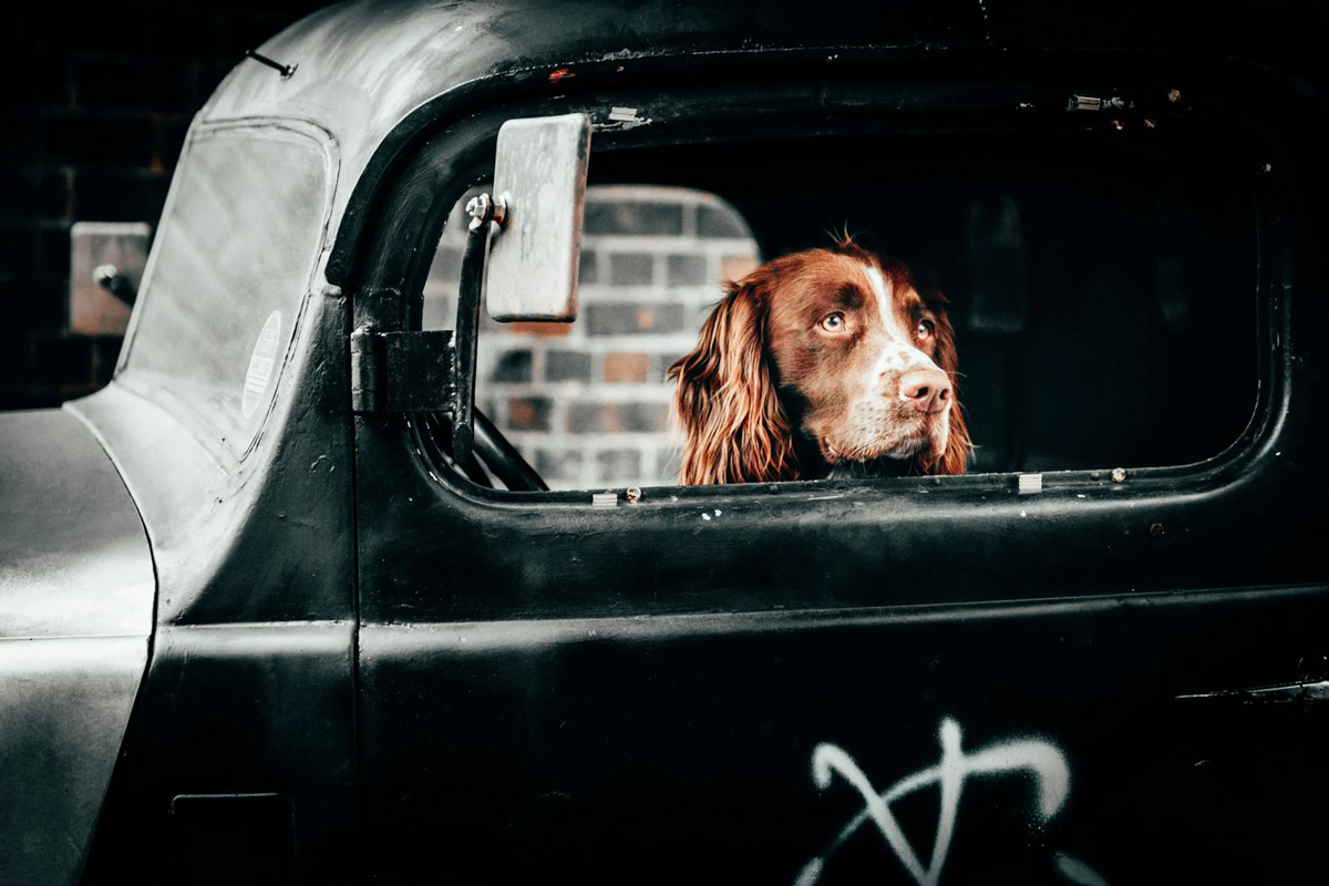 Car Anxiety in Dogs: What It Is and How to Help Them