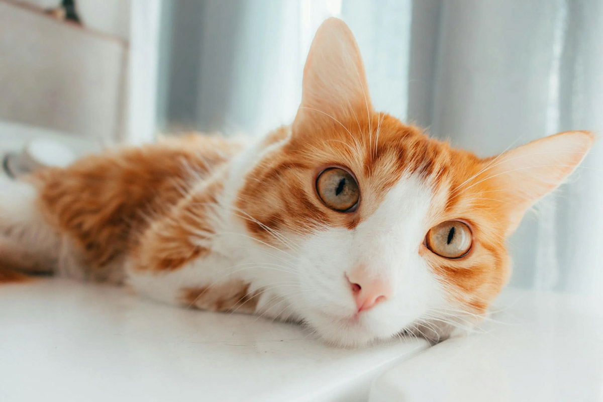 Is Your Cat Scared of Strangers?: Causes and Practical Tips