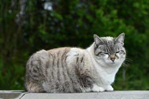 The Dangers of Pet Obesity: Understanding Weight Management