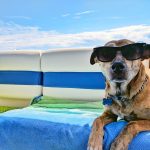 Benefits Of Pet Hotels: Why Your Pet Deserves A Vacation