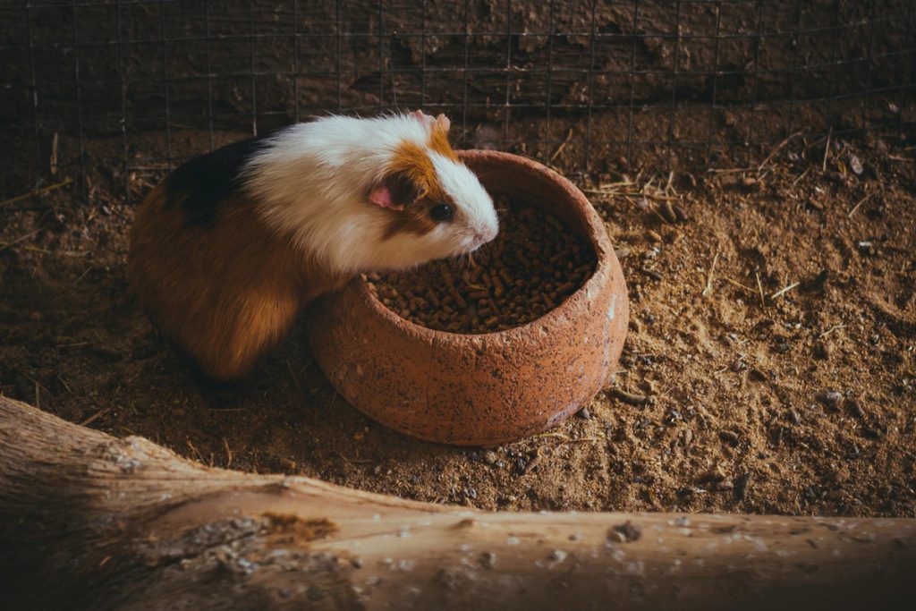 A Guide to Feeding Your Guinea Pigs: Harmful Foods to Avoid