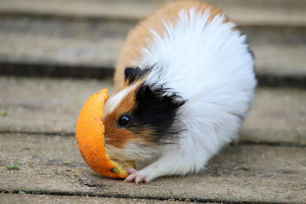 A Guide to Feeding Your Guinea Pigs Harmful Foods to Avoid