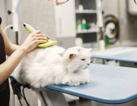 Is This The Best Cat Grooming Place Here’s How To Know