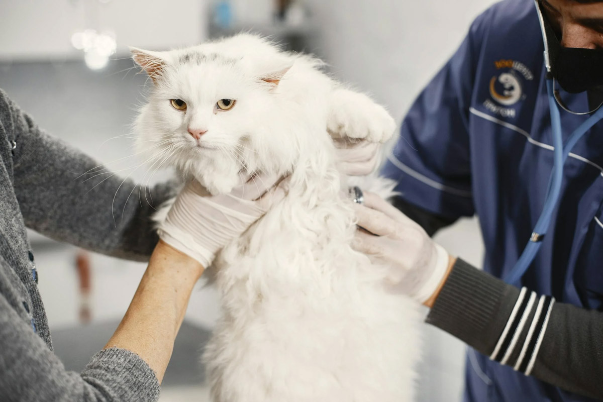 Ringworm Infections In Pets: Symptoms And Treatment 