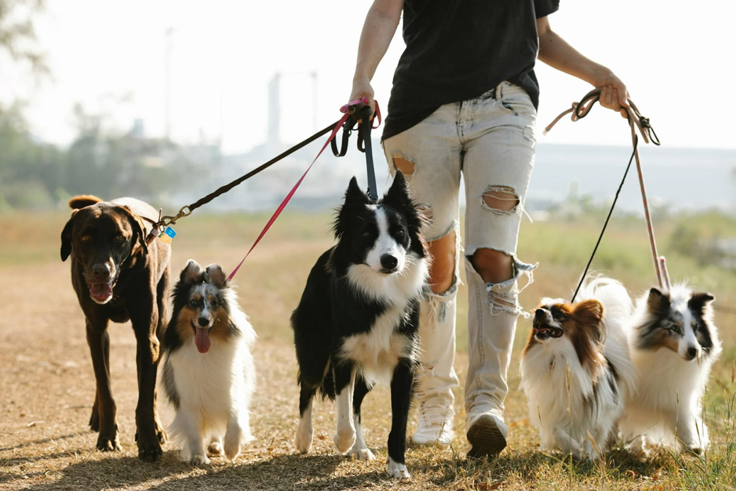 Top 5 Pet-Friendly Places In Singapore For A Fun Day Out