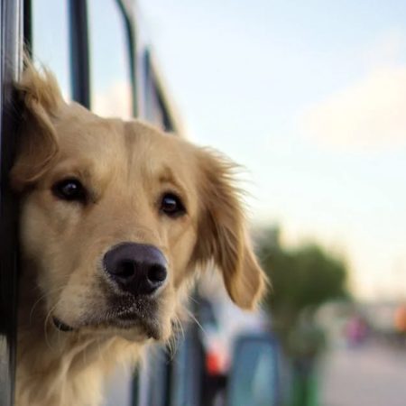 Pet Transport A Look Into The Best Way To Travel With Pets