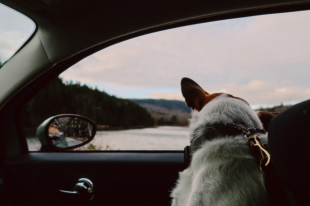 Pet Transport A Look Into The Best Way To Travel With Pets